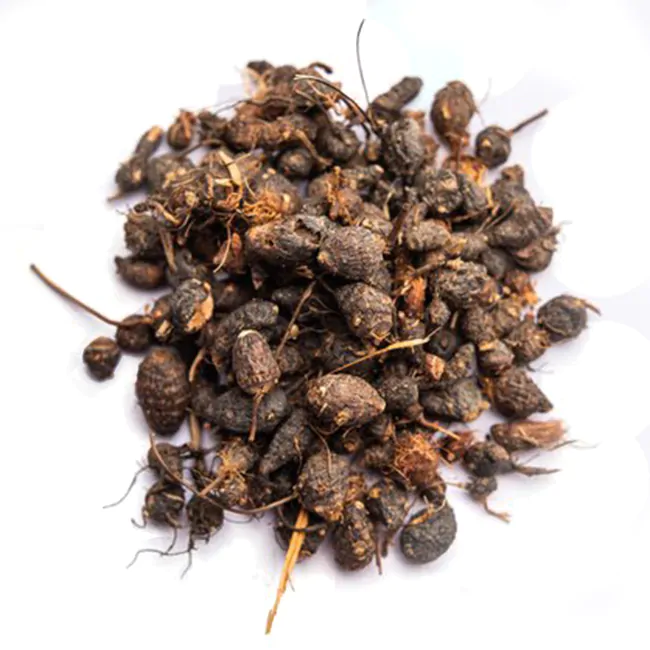 Nagarmotha Jadd Or Root Nagarmotha Jadd Or Root